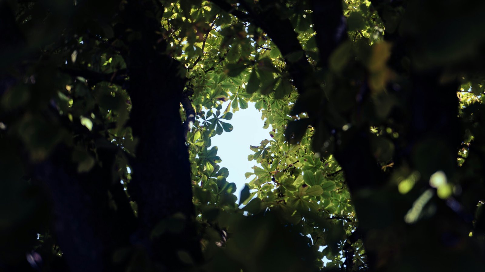 Looking up into the canopy of a tree